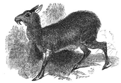 Kabar pižmový na rytině z Ilustrovaného přírodopisu Johna George Wooda, vydaného v r. 1855.