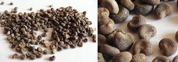 Mošusové semínko (ibišek pižmový)